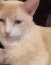 Cat Confused GIF - Cat Confused Catlicksitself GIFs