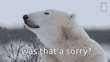 a polar bear with its eyes closed is asking was that a sorry