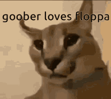 Goober Floppa GIF - Goober Floppa GIFs