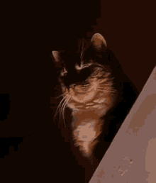 Cat GIF - Cat GIFs