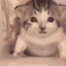 a close up of a kitten sitting on a table looking at the camera .