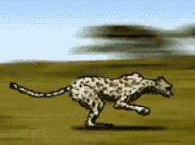 Cheetah Running GIF - Cheetah Running Omw GIFs