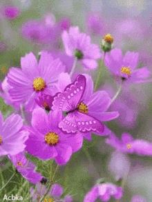 flower purple flowers butterfly garden beauty