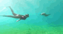 Shark Swimming GIF - Shark Swimming Coming Through GIFs