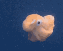 Octopussy One Of Akind GIF - Octopussy One Of Akind Weird GIFs