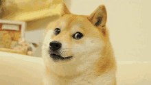 Sniff Doge GIF - Sniff Doge Shiba Inu GIFs
