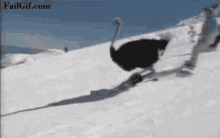 Ostrich Skiing GIF - Ostrich Skiing Wild Animals GIFs