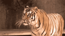 roar tiger