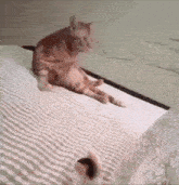 a cat is sitting on top of a bed next to a cat .