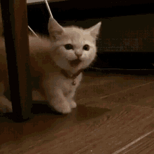Bengisuwesley Bengisu Seyrek GIF - Bengisuwesley Bengisu Seyrek Cat GIFs