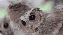three baby owls are sitting on a tree branch looking at the camera .