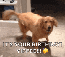 a dog is standing in front of a sign that says " it 's your birthday yippee "