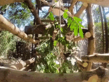 Macaco Macaco Fofo GIF - Macaco Macaco Fofo Macaco Beijo Fofo GIFs
