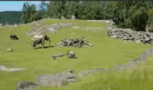 Elephant Chasing GIF