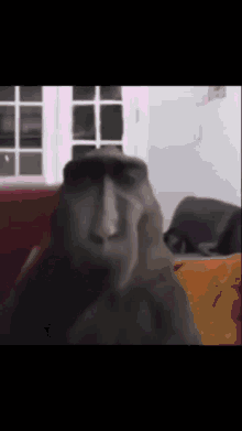 a monkey wearing a hat is sitting on a couch in a room .
