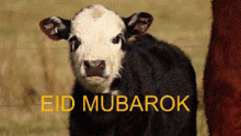 Eid Mubarok ঈদমোবারক GIF