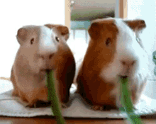 Eating Hungry GIF - Eating Hungry Guinea Pigs GIFs