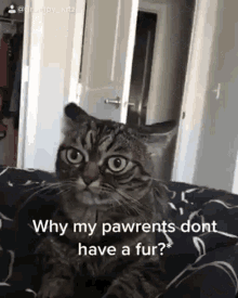 cat grumpy kitza adopted fur meme