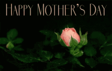 happy mothers day mom day rose