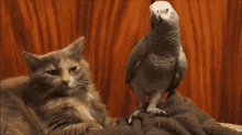 Birdbrain Cat GIF