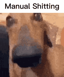 Manual Dog GIF - Manual Dog Long Nose Dog GIFs