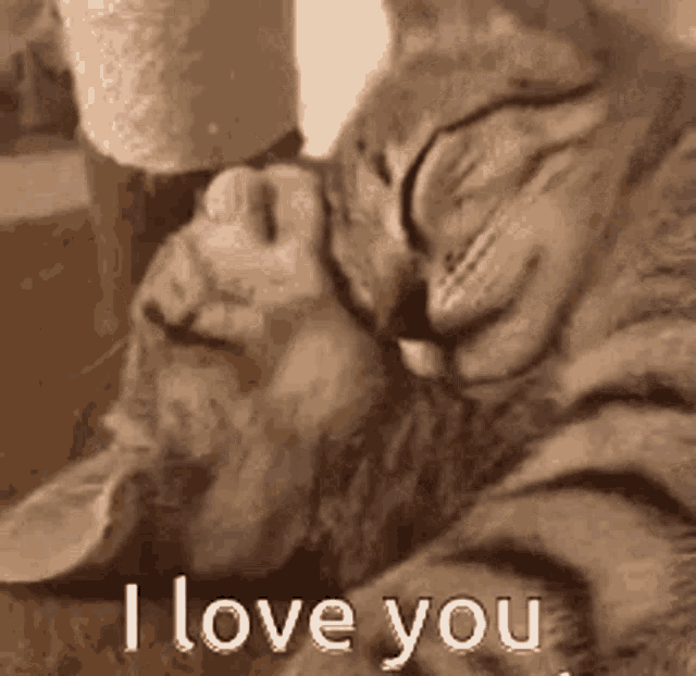 cat i love you gif