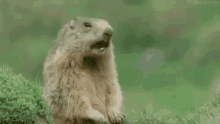 Meresponde Castor GIF - Answer Me Beaver GIFs
