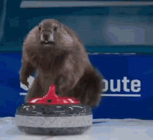 Marmots Curling GIF - Marmots Curling Ploxdesign GIFs