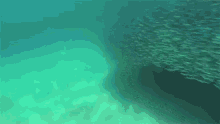a large flock of fish are swimming in the ocean .