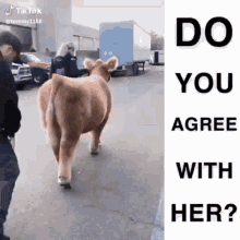 a cow is walking down the street next to a man and a truck .