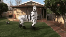 Zebras Cool GIF - Zebras Cool Dance GIFs