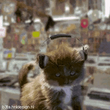 Cat Jam GIF