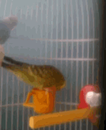 Bird Parrot GIF - Bird Parrot GIFs