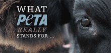 Peta GIF - Peta Animals Animal Rights GIFs