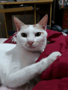 Cat Staring GIF - Cat Staring Cimeng GIFs