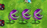 three carnivorous plants are lined up in a row