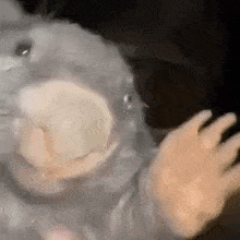 a close up of a rat with its mouth open and a person 's hands in front of it .