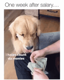One Week After Salary Money GIF - One Week After Salary Money Counting GIFs