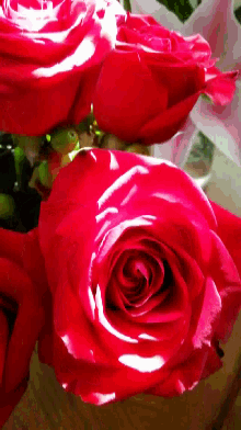 roses flower