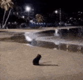 a cat is sitting on the beach at night looking at the water .