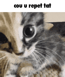Cou U Repet Tat Cat GIF - Cou U Repet Tat Cat Staring Cat GIFs