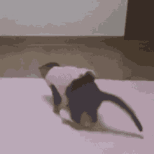 Skz Skz Cat GIF - Skz Skz Cat Dori GIFs