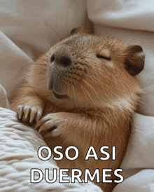 a picture of a guinea pig with the words oso asi duermes written below it