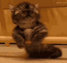 Funny Animals Cute GIF - Funny Animals Cute Kitten GIFs