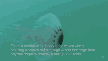 Jellyfish There Is Another World Beneath The Waves GIF - Jellyfish There Is Another World Beneath The Waves GIFs