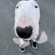 a close up of a bull terrier looking up at the camera while wearing shoes