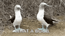 duck boobies