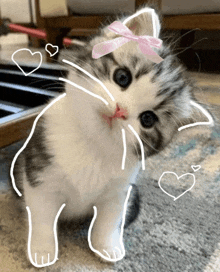 a kitten wearing a pink bow on its head