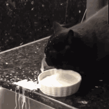 milk black cat pet lover