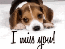 Puppy I Miss You GIF - Puppy I Miss You GIFs